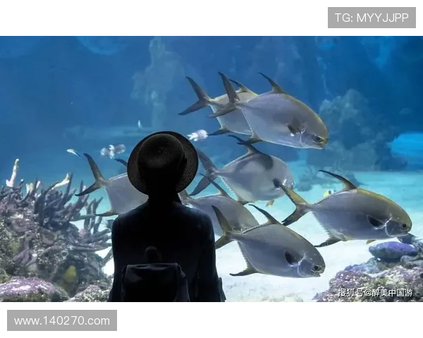 金鲨银鲨:海底金银财宝的神秘传说与海洋探险的精彩纷呈 金鲨银鲨:海底金银财宝的神秘传说与海洋探险的精彩纷呈